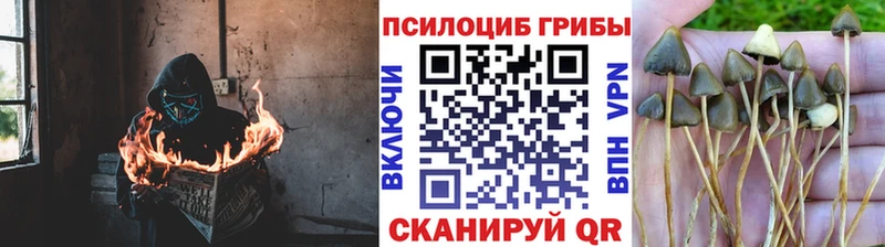 Псилоцибиновые грибы Psilocybe  купить наркотик  Горнозаводск 